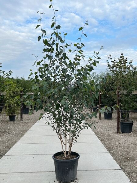 Weißrindige Himalaja-Birke Betula utilis 'Doorenbos', mehrstämmiger Baum im Container, 200–250 cm, C50