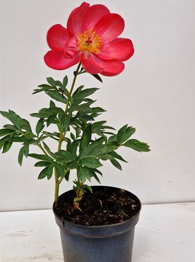 Chinesische Pfingstrose 'Flame' / Chinesische Pfingstrose 'Flame'