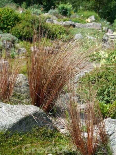 Fuchsrote Segge / Fuchsrote Neuseeland-Segge / Carex buchananii