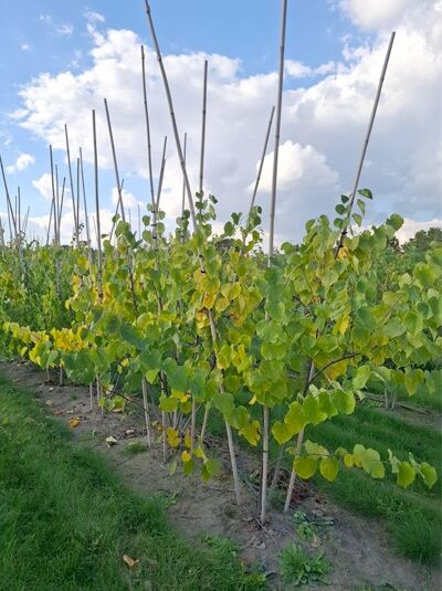 Amerikanischer Judasbaum / Kanadischer Judasbaum / Cercis canadensis