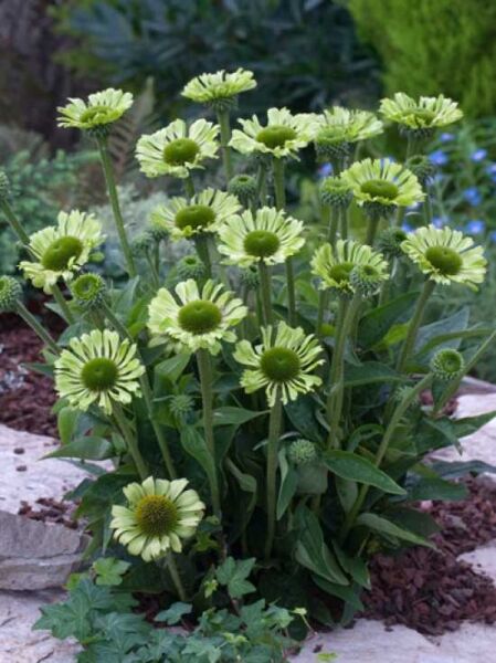 Echinacea purpurea 'Green Jewel ®' / Grüner Sonnenhut