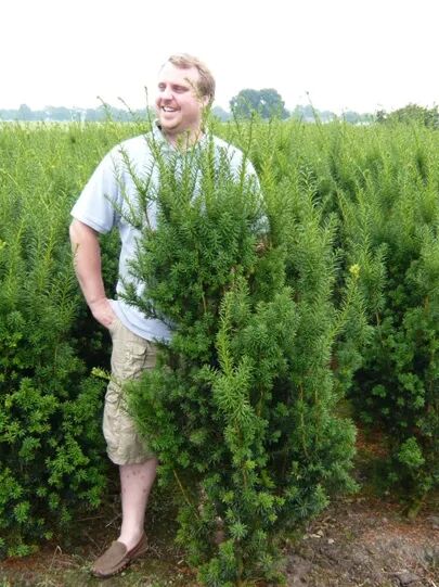 thuja homopathie erfahrungen WELEDA Thuja occidentalis 10 % Salbe, 25 g Salbe  apohealth