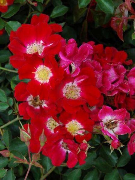 Rosa 'Red Meidiland ®' / Bodendeckerrose 'Red Meidiland'