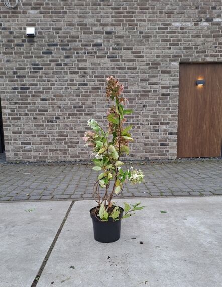 Rispen-Hortensie 'Unique' (Hydrangea paniculata 'Unique') im Topf, Höhe 80–100 cm, C7.5, mit Blättern und weißen Blütenrispen.