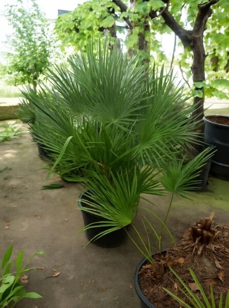 Chamaerops humilis (Europäische Zwergpalme) im Topf, 80–100 cm, C35, mit fächerförmigen, grünen Palmenblättern.