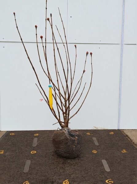 Viburnum bodnantense 'Dawn' (Bodnant Schneeball 'Dawn' / Winterschneeball) 100-125 cm, mehrtriebiger Strauch mit Ballen und Knospen