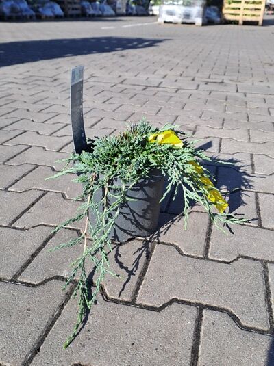 Juniperus horizontalis 'Ice Blue' – Stahlblauer Zwerg-Kriech-Wacholder 'Ice Blue' 20-30 cm (breit) im C2-Topf, kriechender Wuchs