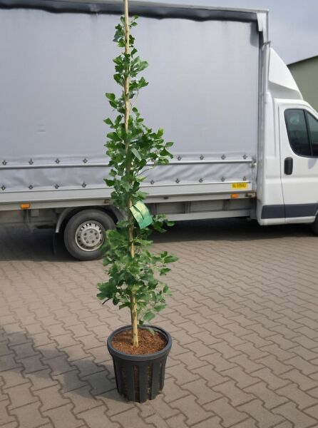 Ginkgo Mädchenhaarbaum (Ginkgo biloba) 'Fastigiata Blagon'®, 150–175 cm, Container C35, schlanker Baum im Topf mit Stützstab.