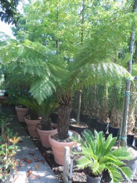 Baumfarn / Australischer Taschenfarn / Baumfarn / Australischer Taschenfarn