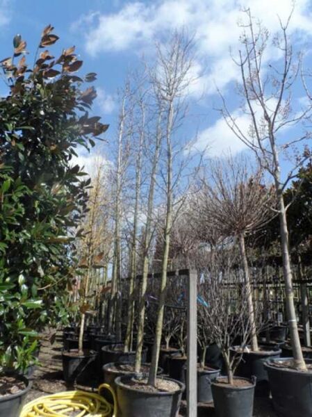 Amberbaum 'Worplesdon' / Liquidambar styraciflua 'Worplesdon'