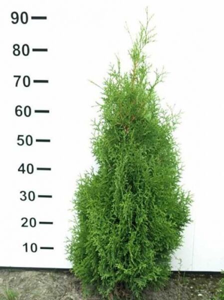 Thuja occidentalis 'Holmstrup' – Lebensbaum 'Holmstrup', Kegel-Lebensbaum 80-100 cm, im Topf mit Ballen (m. B.)