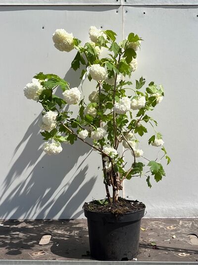 Gefüllter Schneeball Viburnum opulus 'Roseum' 80-100 cm C5 im Topf, Strauch mit weißen, kugeligen Blüten und grünen Blättern