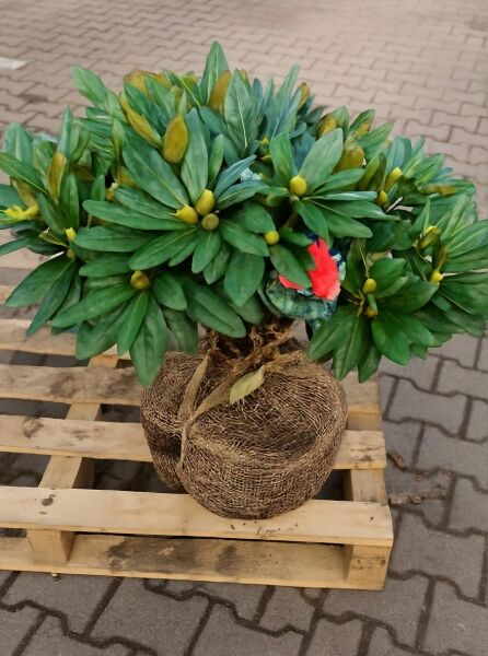 Rhododendron yakushimanum 'Fantastica' (Rhododendron 'Fantastica') Solitär 70–80 cm Breite, immergrün mit Knospen, mit Ballen.