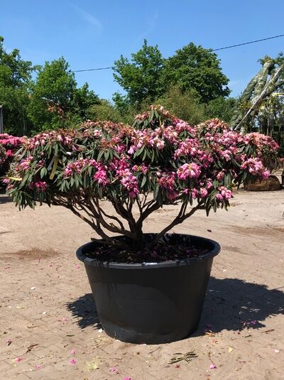 Rhododendron 'Rosa Perle' H: 120 cm B: 200 cm (6005) / Rhododendron makinoi 'Rosa Perle' Schirmform