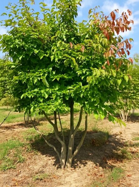 Parrotia persica, Eisenholzbaum, Parrotie mehrstämmig 300-350 cm, mit dichtem grünen Laub und mehreren Stämmen.