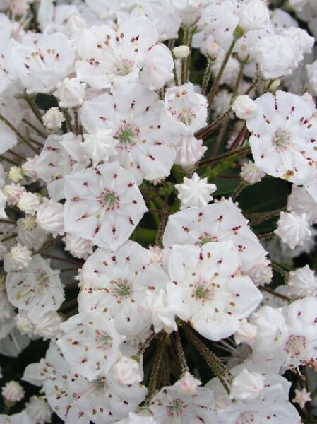 Kalmia latifolia 'Zebulon' / Lorbeerrose 'Zebulon' / Berglorbeer 'Zebolun'