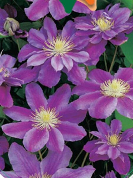 Waldrebe 'Ragamuffin' / Clematis 'Ragamuffin'