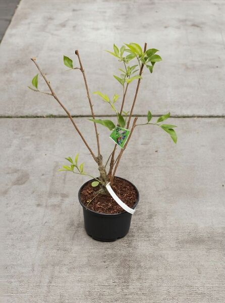 Sambucus nigra (Schwarzer Holunder) Strauch im C2-Topf, 30–40 cm, mit mehreren Trieben und grünen Blättern.