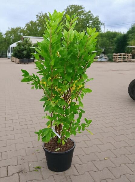 Clethra alnifolia 'Pink Spire' (Scheineller/Zimterle) Strauch im C20-Topf, 100–125 cm, mit grünem Laub und mehreren Trieben