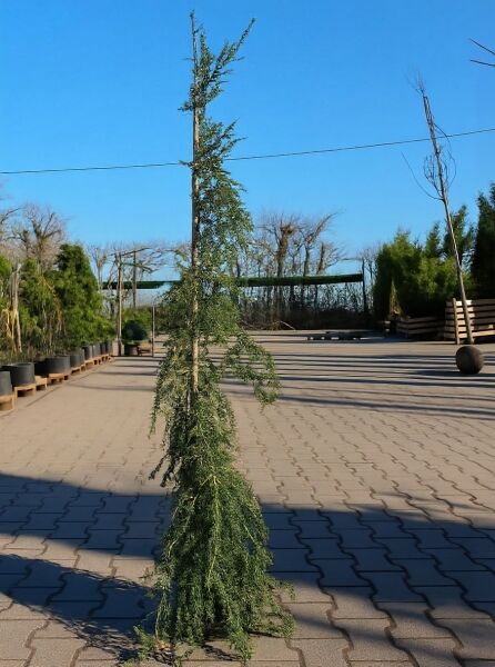 Tsuga canadensis 'Pendula' / Hänge-Hemlockstanne 150-175 cm C20, schlanke, hängende Wuchsform mit grünen Nadeln im Topf