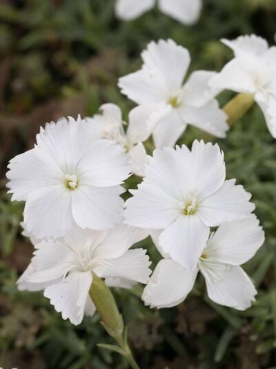 Pfingst-Nelke 'La Bourboule Blanche' / Dianthus gratianopolitanus 'La Bourboule Blanche'