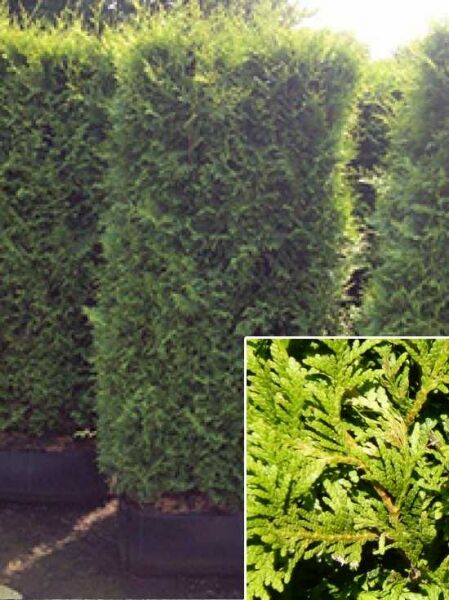 Thuja occidentalis 'Brabant' / Heckenelement Lebensbaum Brabant 200 cm