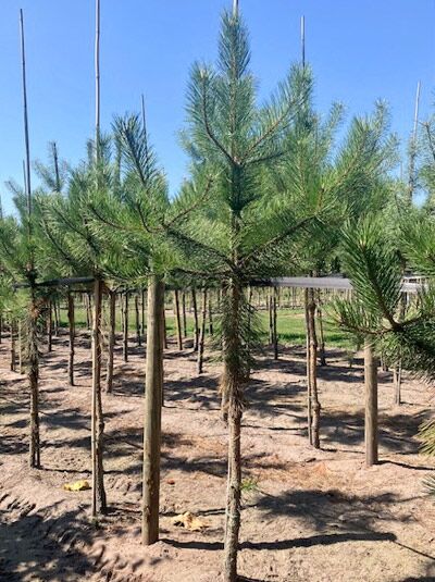 Pinus nigra ssp. nigra 'Hochstamm' / Österreichische Schwarz-Kiefer, Hochstamm mit geradem Stamm und lockerer, grüner Nadelkrone