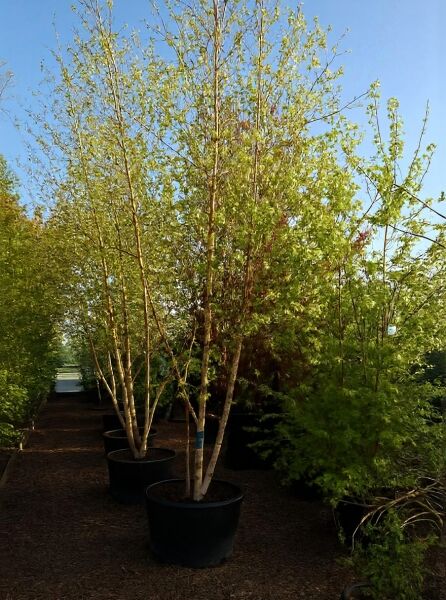 Sand-Birke (Betula pendula) 600–700 cm, C350, mehrstämmiger Baum im Container mit hellen Stämmen und grünem Laub.