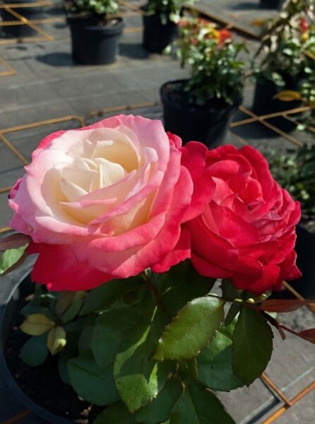 Englische Rose 'Nostalgie' (Rosa 'Nostalgie ®') mit zweifarbigen Blüten in Cremeweiß und Rosa, grünes Laub im Topf