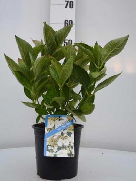 Teller-Hortensie 'Libelle' (Dragonfly') / Teller-Hortensie 'Libelle' (Dragonfly')