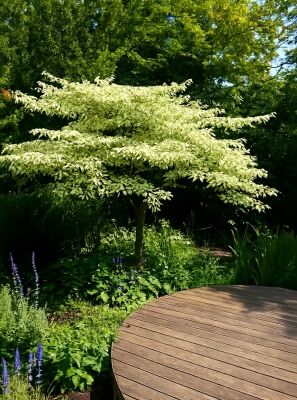 Gold-Kornelkirsche - Cornus mas 'Aurea' - Baumschule NewGarden