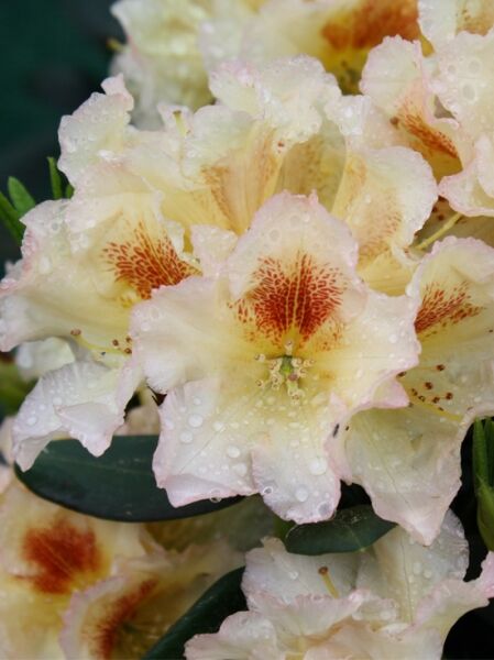 Rhododendron 'Marylou'  / Rhododendron Hybride 'Marylou'