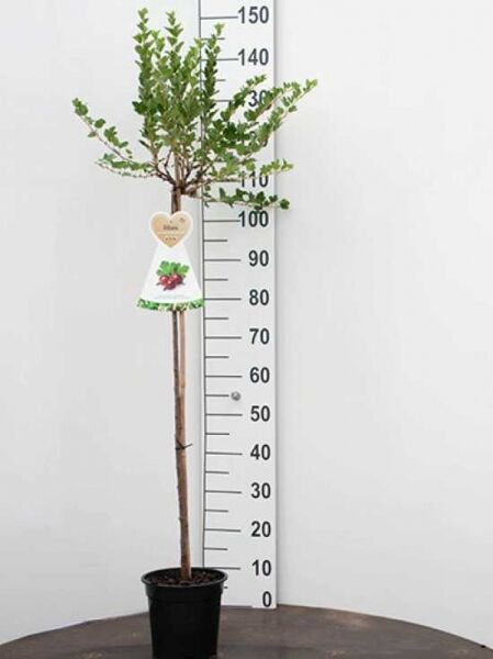Ribes uva-crispa 'Hinnonmäki rot' / Stachelbeere 'Hinnonmäki rot' 90 cm Stamm im Topf, verzweigte Krone mit grünen Blättern