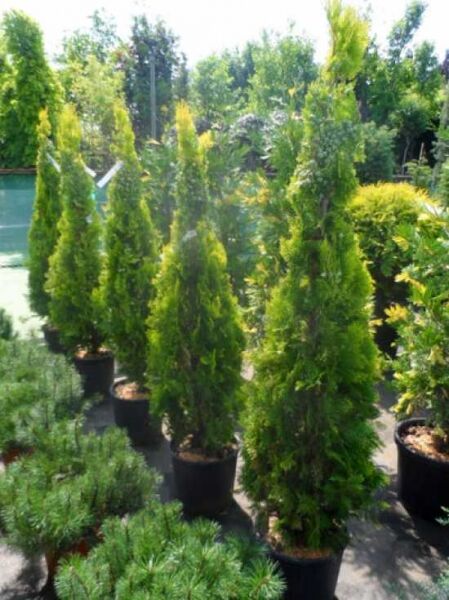 Thuja orientalis 'Pyramidalis Aurea' / morgenländischer Lebensbaum 'Pyramidalis Aurea'
