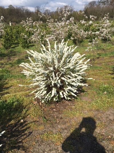 Weiße Rispen-Spiere 'Grefsheim' / Weiße Rispen-Spiere 'Grefsheim'