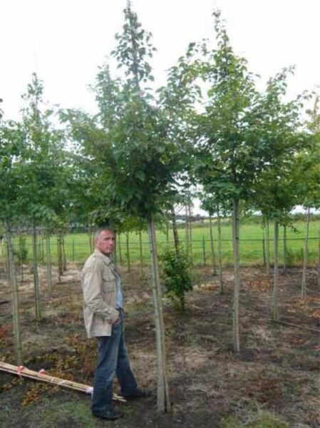 Kolchischer Blut-Ahorn (Acer cappadocicum 'Rubrum') Hochstamm 14-16 StU mit durchgehendem Stamm und belaubter Krone im Feldbestand.