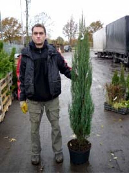 Blauer Raketen-Wacholder / Blauer Raketen-Wacholder