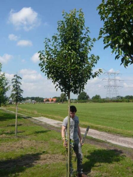 Chinesische Wild-Birne 'Chanticleer'  / Pyrus calleryana 'Chanticleer'