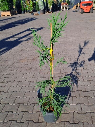 Cryptomeria japonica 'Rasen' / Korkenzieher-Sicheltanne 'Rasen', 80–100 cm, Container C7, schmaler aufrechter Wuchs mit Stütze