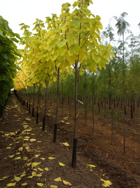 Catalpa bignonioides Trompetenbaum Hochstamm 12-14 StU m. Db., schlanker Stamm mit gelben Blättern im Baumschulquartier.