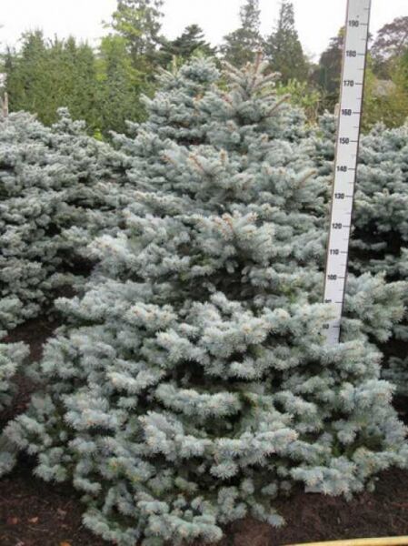 Picea pungens 'Montgomery' / Stech-Fichte 'Montgomery', buschiger Nadelgehölz-Strauch mit silbrig-blauen Nadeln, 150-175 cm m. Db.