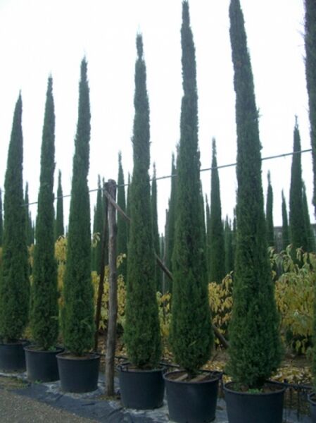 Mittelmeer-Zypresse / Säulen-Zypresse / Mittelmeer-Zypresse / Säulen-Zypresse