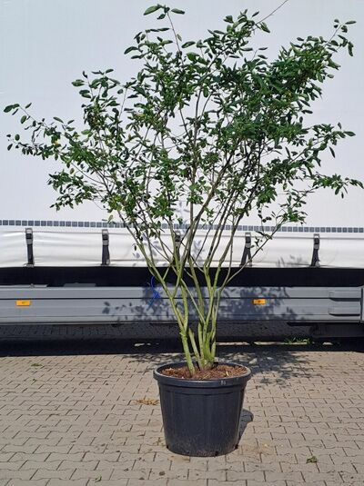 Kupfer-Felsenbirne 250-300 cm / Amelanchier lamarckii (874298)