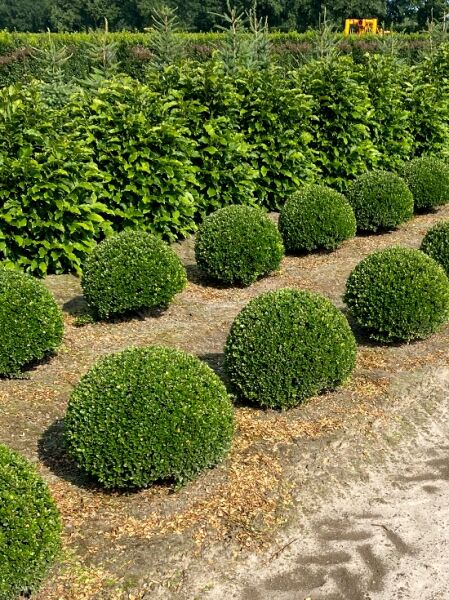 Ilex crenata 'Caroline Upright' Kugel, Japanische Stechpalme, 60–70 cm mit Drahtballen, kugelig geschnitten im Feld.