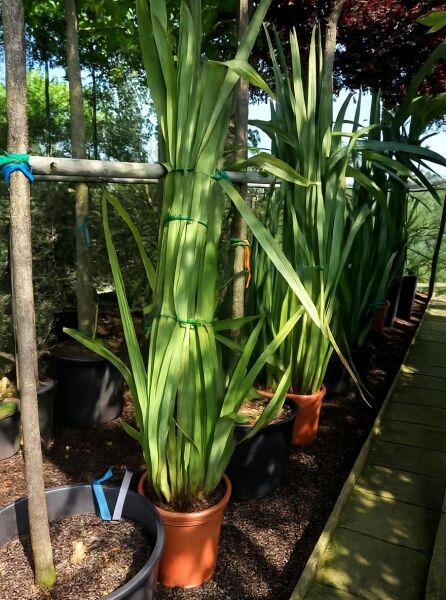 Phormium tenax / Neuseeländer-Flachs 150-175 cm C25 im Topf, aufrechte grüne, bandförmige Blätter im Horst.