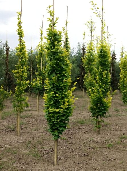 Säulen-Buche 'Gold' (Fagus sylvatica 'Dawyck Gold') 175-200 cm m. Db., schmaler Stamm mit dichtem, grünem Laub.