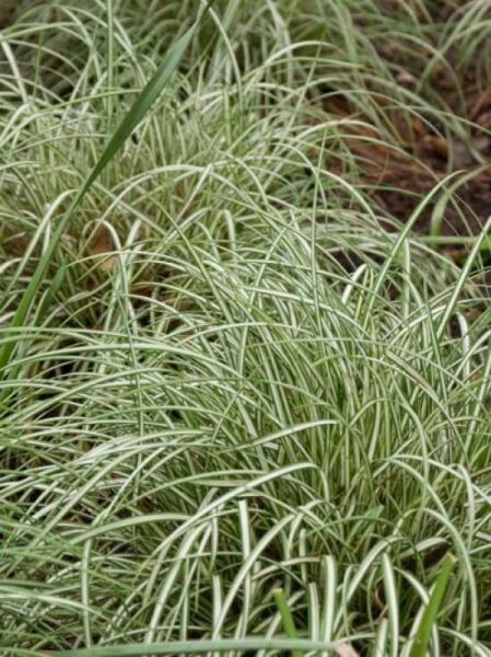 Carex ornithopoda 'Variegata' / Weißbunte Vogelfuß-Segge 'Variegata'