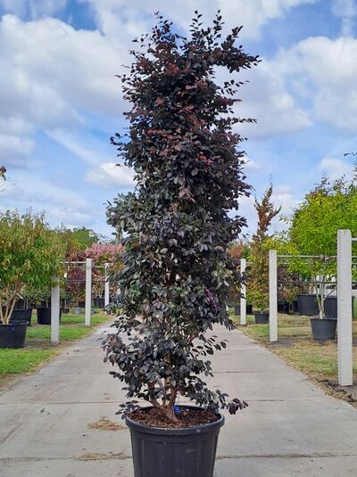 Riemenblüte 'Fire Dance' 250-300 cm im Container / Riemenblüte 'Fire Dance' 250-300 cm im Container