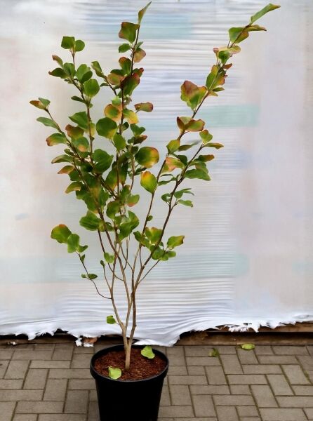 Rote Zaubernuss 'Feuerzauber' (Hamamelis intermedia) 100-125 cm C10, mehrstämmiger Strauch im Topf mit grünem Laub.