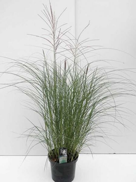 Chinaschilf 'Kleine Silberspinne' / Chinaschilf 'Kleine Silberspinne'